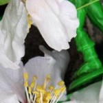 IMG_0135_2lr-284x150