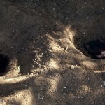 sottobosco-11