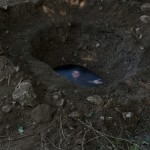 sottobosco-9