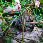 IMG_0170_lr