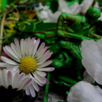 IMG_0185_lr