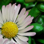 IMG_0186_lr