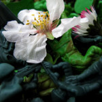 IMG_0201_lr